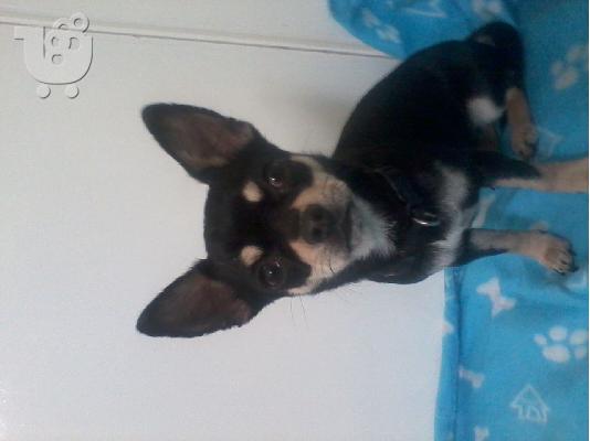 Chihuahua
